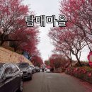 홍매뜨락협동조합 | 전남 매화 명소 순천 탐매마을 주차 홍매화거리 홍매뜨락