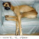 개팔짜상팔짜