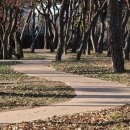 칠곡면신포숲 이미지