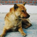 진도개영농조합 이미지