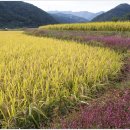 길손과 풀꽃 이미지