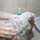 ssunny pet(써니펫) | 강아지 샴푸 TS 써니 애견 샴푸 내 돈 내산