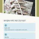 보리마루