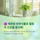 레몬밤 반려식물 키우기: 힐링과 건강을 동시에 잡는 방법