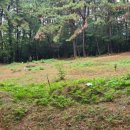 창원 가음정동 고분군 이미지