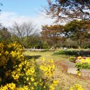 코스모스드림 이미지