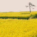 일출로4 이미지