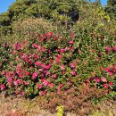 송당 온도 | [공지] [제주시/내돈내산] 게스트하우스 송당온도 후기(feat. 연예인도 방문하는 게스트하우스?!)