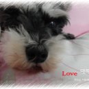 최우식동물병원 이미지