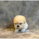 행복한 강아지 이미지