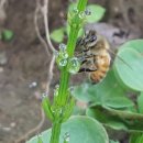 아침 이레 농장 이미지