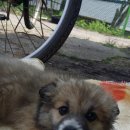 영암통닭