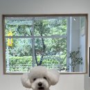 댕스베리 이미지