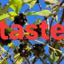 For delay dementia 1,088 (Easy-Start-Power english) 이미지