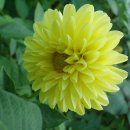 카페 다알리아 이미지