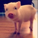 이도에코오산 | 과일세척?! 에코크린 칼슘파우더 하나로 잔류농약걱정 끝!!