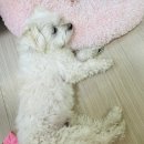 그루밍펫살롱 | 배곧 반려동물미용 &lt;그루밍펫살롱&gt; 말티즈 애견미용 후기