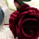 장미인테리어 이미지