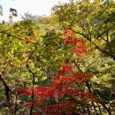 용암 | 사패산 회룡사 ~ 도봉산 만월암 단풍산행 (10월24일 현황)