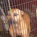 호랑이농장 이미지