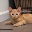 다나음동물병원 이미지