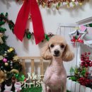 쪼쪼애견 이미지