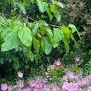 구목정공원 이미지