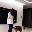 준멜리 이미지