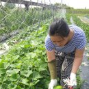 미실농장 이미지