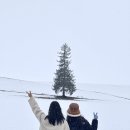 자작&white | ❄️ 삿포로 12월 중순 3박 여행 후기 2 (비에이, 오타루)