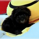 펫365 강아지분양 고양이분양 전주본점 | 펫365 전주, 사랑스러운 강아지와 고양이 가족을 위한 맞춤형 분양 서비스!