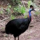 화식조(Cassowary) 이미지