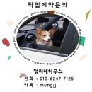 조이 애견 유치원 이미지