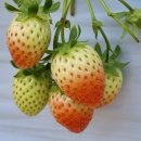 대바위농장 이미지