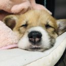 수아켄넬 네이버블로그