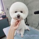 봉그루밍 이미지