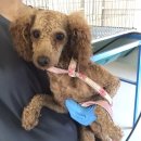 군자파출소 이미지