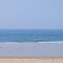 코리아애견 이미지