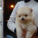 오렌지애견샵