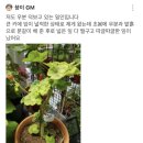 이레올래 이미지