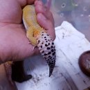 수퍼캐롯 이미지