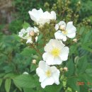 신기초등학교1 이미지