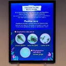 코엑스 아쿠아리움: 실험실 해파리 해마 니모(흰둥가리) 관람 후기