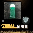 고로쇠의 계절... 고로쇠의 효능과 부작용, 후기 등...