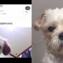 댕댕박사