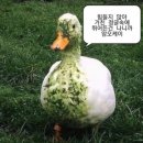 가나오케이 이미지