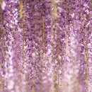 등나무집 이미지