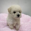 펫파크 동백점 이미지