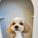 그루밍140 이미지