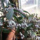 호산나화원 이미지